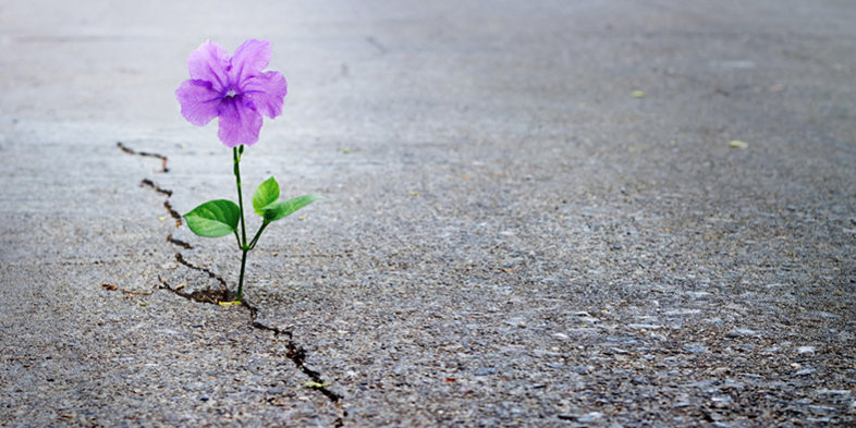 Purple flower growing on crack street, soft focus, blank text