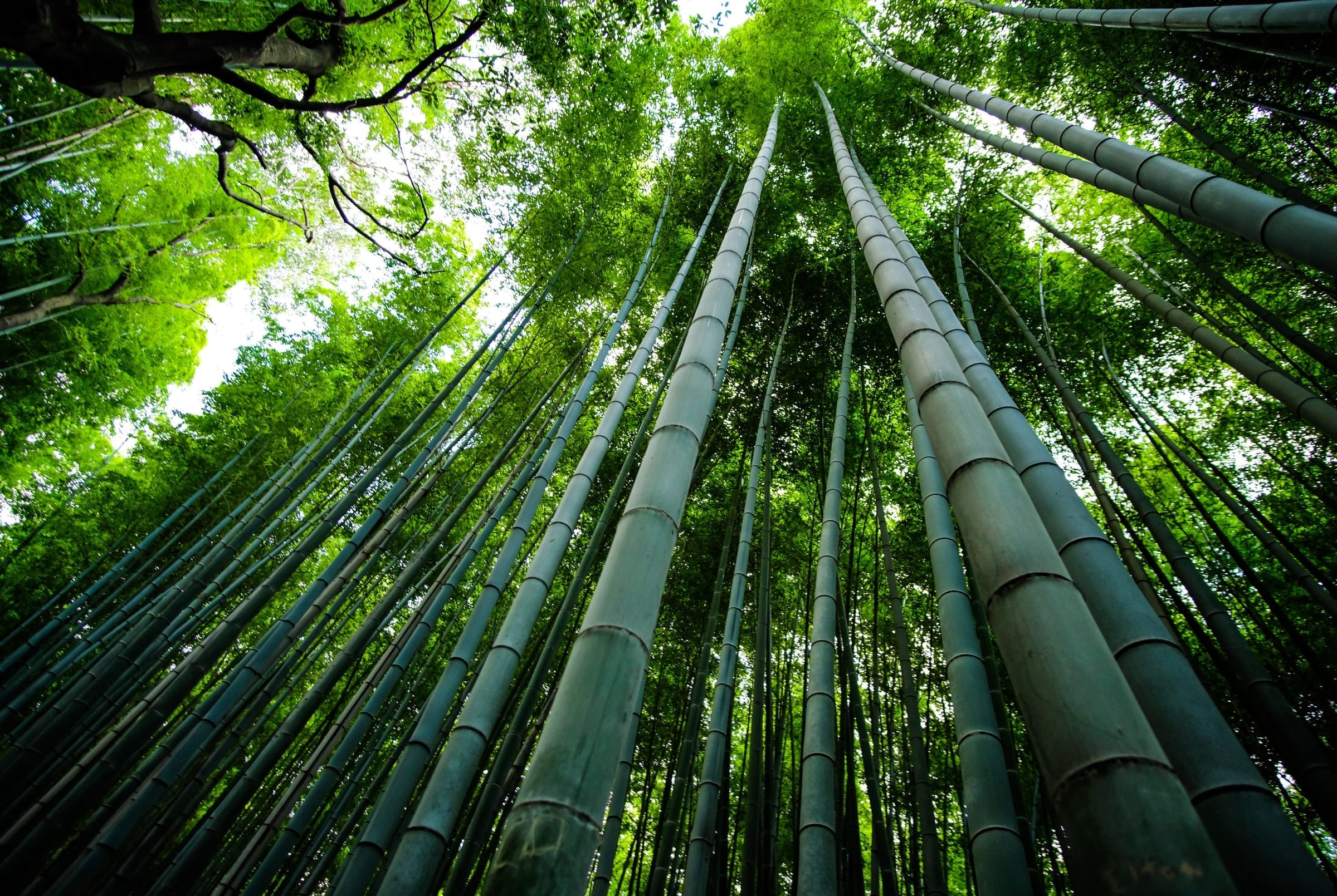 Prima-foresta-di-bambu-in-Italia-103-ettari-contro-la-Co2